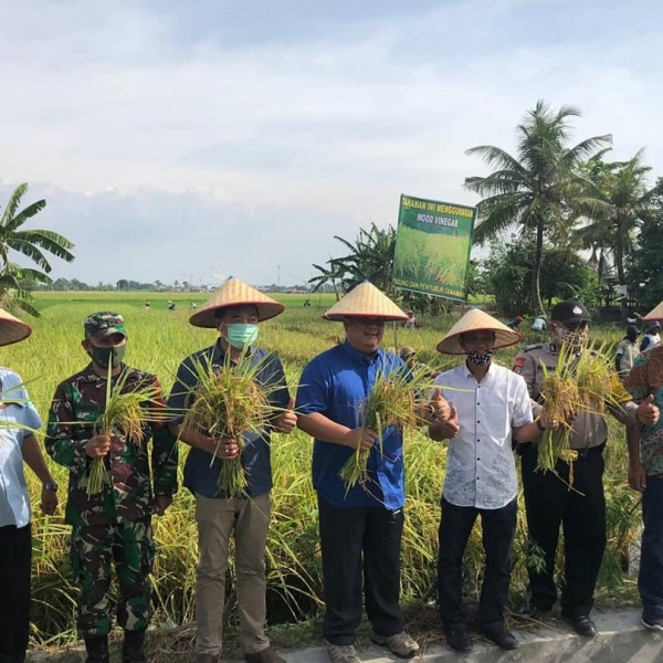 Prime Rice Harvest uses Liquid Fertilizer Products of PT. KIM Guided Partners