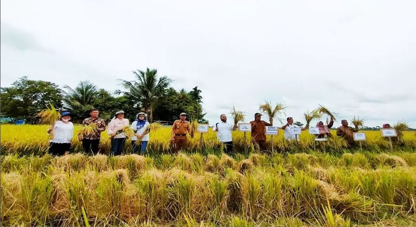 Rice Harvest from the Demonstration Plot